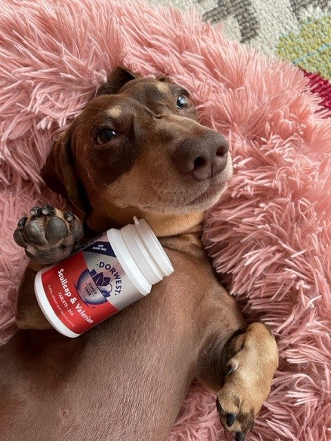 Dorwest Scullcap & Valerian Tablets for calming dogs and cats