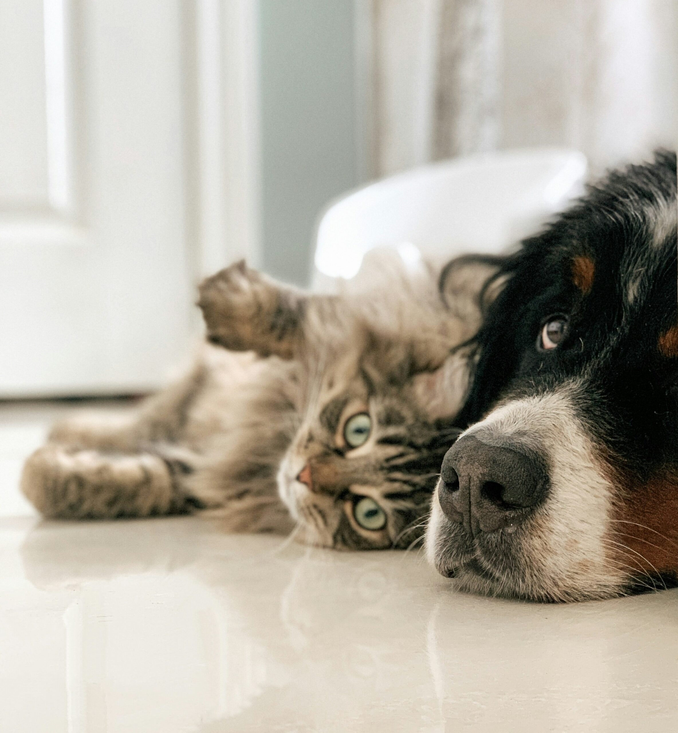 Pet Care Essentials