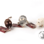 Profelina - Cat Toy Nibbles the HANDCRAFTED WoolMouse Refill