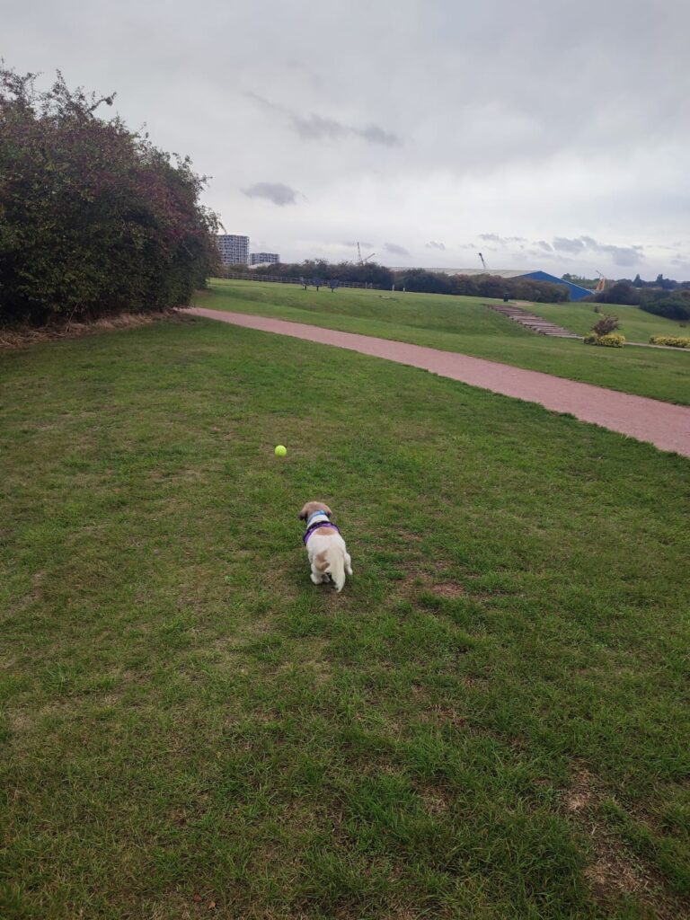 Image #1 from Vikram Singh