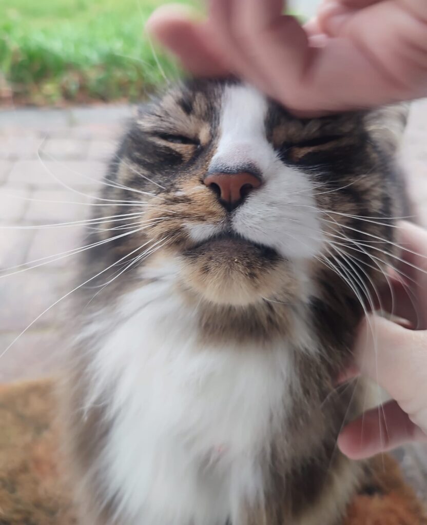 Image #1 from S Thompson