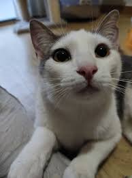 Image #1 from Sienna Brown Thomas