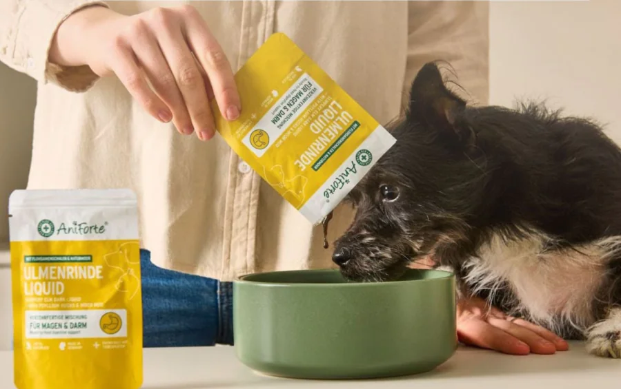 Dog eating supplement powder from a yellow packet, with liquid supplement nearby.