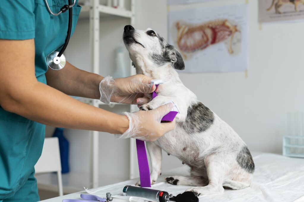 Dog receiving a veterinary examination at Indar Pet, a trusted pet care centre.