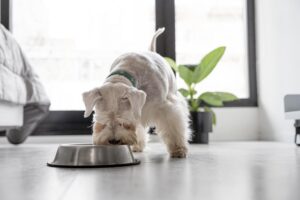 Cute puppy eating from a stainless steel bowl in a modern home setting.